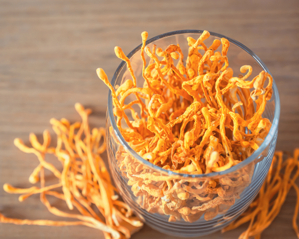 What You Need To Know About Cordyceps
