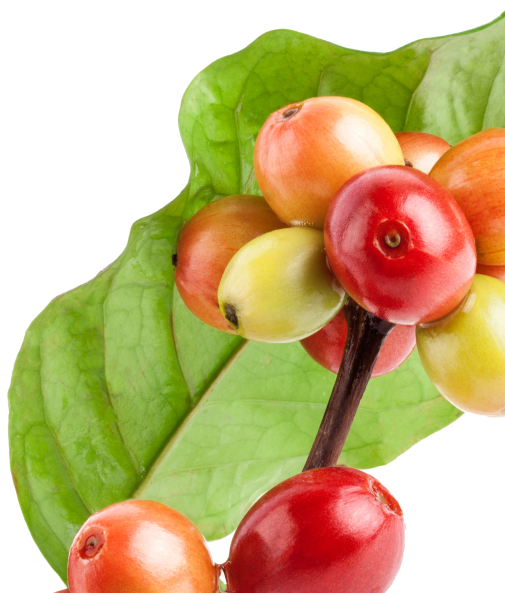 Coffee Fruit