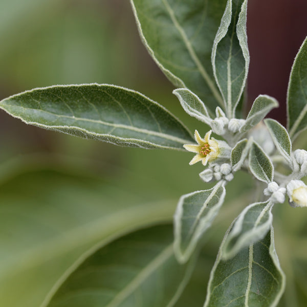 5 Benefits of Ashwagandha