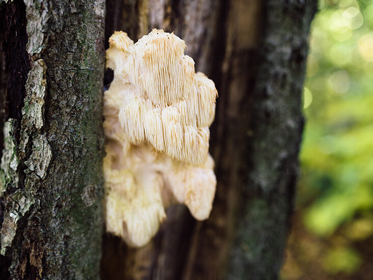 What You Need To Know About Lion’s Mane